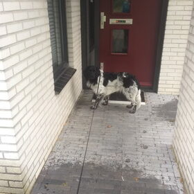 Hondenfoto van Doortje & Tibbe