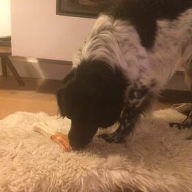 Hondenfoto van Doortje & Tibbe