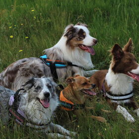 Hondenfoto van team border lolly