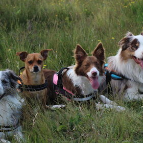 Hondenfoto van team border lolly