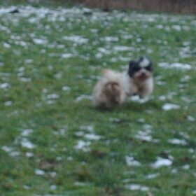 Hondenfoto van liesbeth,Turbo,Luna, Levi en Faith