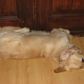 Hondenfoto van Wilma en Dobby (RIP)