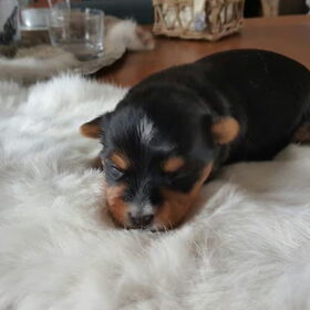 Hondenfoto van Fem & Joey