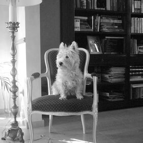 Milou mijn West- highland white terrier.
