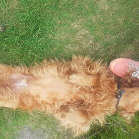 Hondenfoto van Rachelle & Hummie 