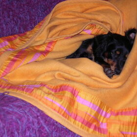 Hondenfoto van Petra,  *Lily Jane*   & Jip