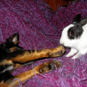 Hondenfoto van Petra,  *Lily Jane*   & Jip
