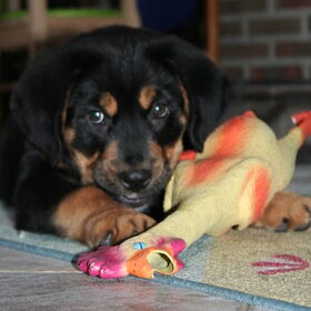 Dit is de nieuwe pup die hier nou een lekkere thuis heeft