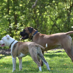 Kenzo hier met nieuwe speelkameraad op speelveld (bullmastiff 9…