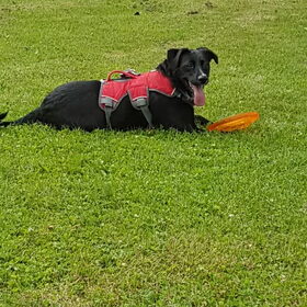 Hondenfoto van Lucia, Lizzy & Ziva
