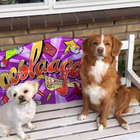 Hondenfoto van Sigrid, Sandy, Diva & Nala