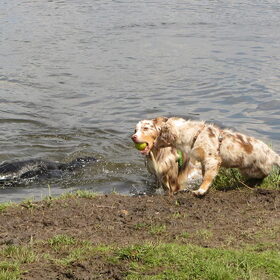 Hondenfoto van Danielle, Kyra*Kaylin*, Djaira en Djaidey