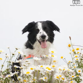 Hondenfoto van Angelique; Bruno, Charlie & Fenna  
