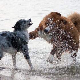 Hondenfoto van Angelique; Bruno, Charlie & Fenna  