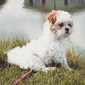 Teddy, 12 weken