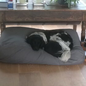 Hondenfoto van Doortje & Tibbe