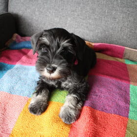 Hondenfoto van Silla en Bo & Yunah