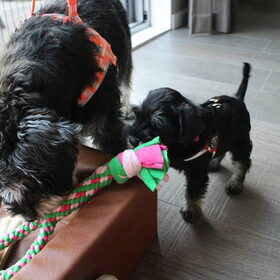 Hondenfoto van Silla en Bo & Yunah