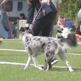 Hondenfoto van Angelique; Bruno, Charlie & Fenna  