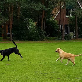 Hondenfoto van laura   Diva&Nova