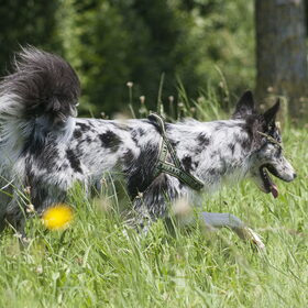 Hondenfoto van Angelique; Bruno, Charlie & Fenna  