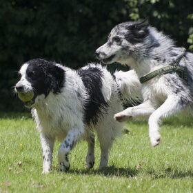 Hondenfoto van Angelique; Bruno, Charlie & Fenna  