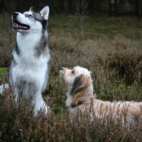 Hondenfoto van Tiffani & Pepper 