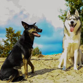 Hondenfoto van Tiffani & Pepper 