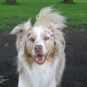 Hondenfoto van Danielle, Kyra*Kaylin*, Djaira en Djaidey