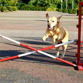Hondenfoto van laura   Diva&Nova