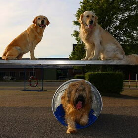 Hondenfoto van laura   Diva&Nova