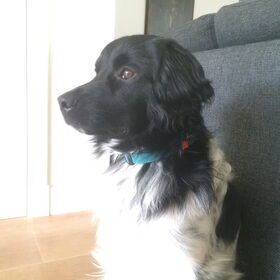 Hondenfoto van Doortje & Tibbe