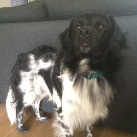 Hondenfoto van Doortje & Tibbe