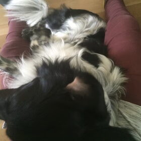 Hondenfoto van Doortje & Tibbe