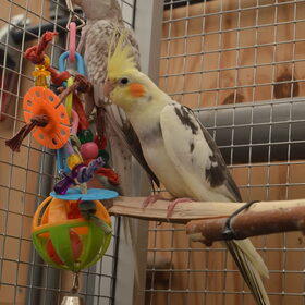 Hondenfoto van Suus & baasje 