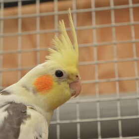 Hondenfoto van Suus & baasje 