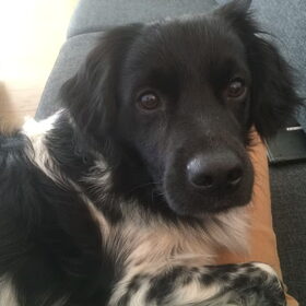 Hondenfoto van Doortje & Tibbe