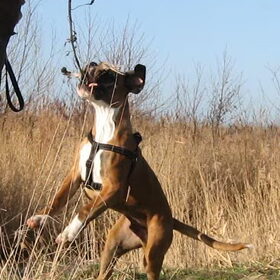 Hondenfoto van Suus, Chaos en Senna