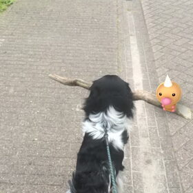 Hondenfoto van Doortje & Tibbe