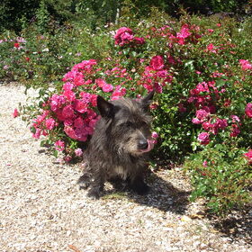 Hondenfoto van Heidi & Noortje