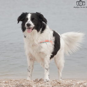 Hondenfoto van Angelique; Bruno, Charlie & Fenna  
