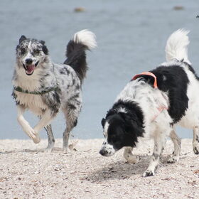 Hondenfoto van Angelique; Bruno, Charlie & Fenna  