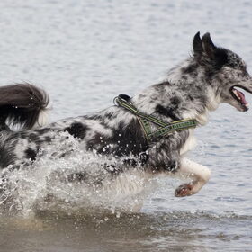 Hondenfoto van Angelique; Bruno, Charlie & Fenna  