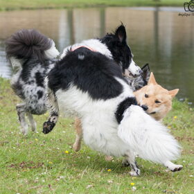 Hondenfoto van Angelique; Bruno, Charlie & Fenna  