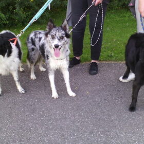 Hondenfoto van Angelique; Bruno, Charlie & Fenna  