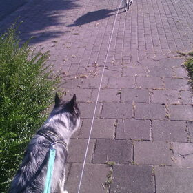 Hondenfoto van Angelique; Bruno, Charlie & Fenna  