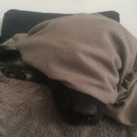 Hondenfoto van Doortje & Tibbe