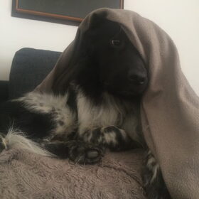 Hondenfoto van Doortje & Tibbe