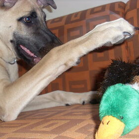 Dog vs. Duck