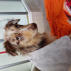 Eerste keer gewassen, she dont like it